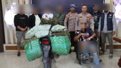 Satresnarkoba Polres Aceh Tengah Gagalkan Peredaran 45 Kilogram Ganja, Kurir Antar Kabupaten Ditangkap